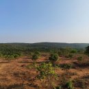 Rare Opportunity – Land for Sale in Goa