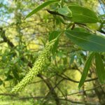 Best Willow Bark Extract Manufacturers and Suppliers in India