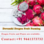 Devanshi Dragon Fruit Farming